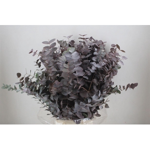 Euca Cinerea Red Abs P Bunch