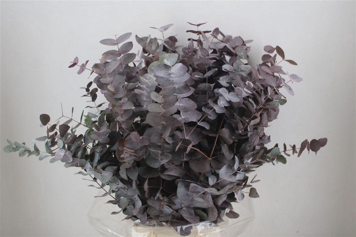 <h4>Euca Cinerea Red Abs P Bunch</h4>