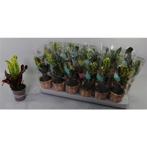 Croton Mammi 9cm in Design Hoes