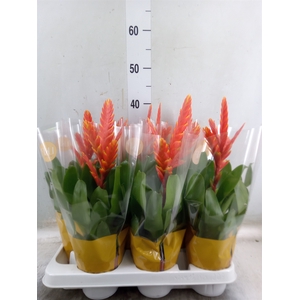 Vriesea  'Sparkle'