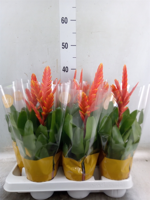 <h4>Vriesea  'Sparkle'</h4>