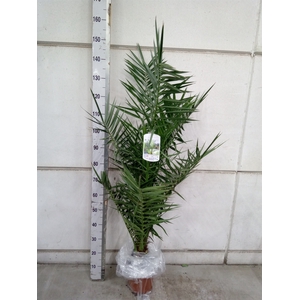 Phoenix canariensis