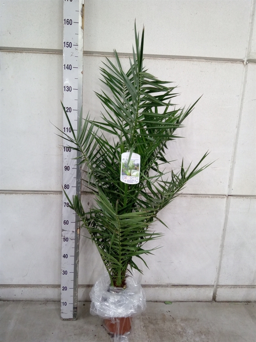 <h4>Phoenix canariensis</h4>