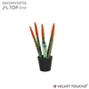 Sansevieria cylindrica overig oranje Velvet Touch Oranje