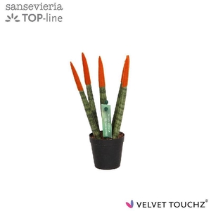 Sansevieria cylindrica overig oranje Velvet Touch Oranje