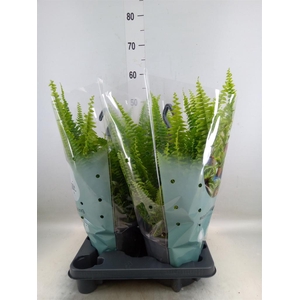 Nephrolepis exal. 'Green Lady'