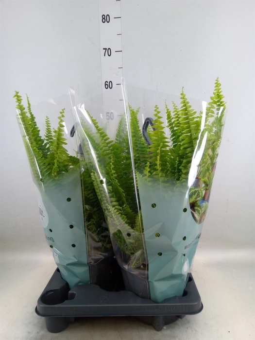 <h4>Nephrolepis exal. 'Green Lady'</h4>