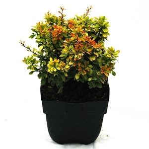 Berberis thunbergii 'Goldalita' P17