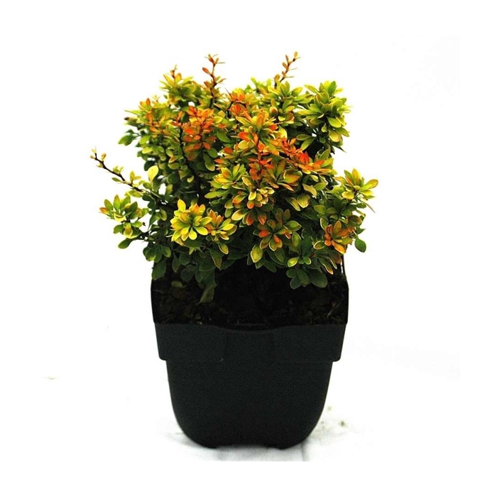 <h4>Berberis thunbergii 'Goldalita' P17</h4>