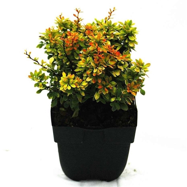 <h4>Berberis thunbergii 'Goldalita' P17</h4>