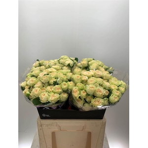 ROSA TR 'SUMMERROSE'