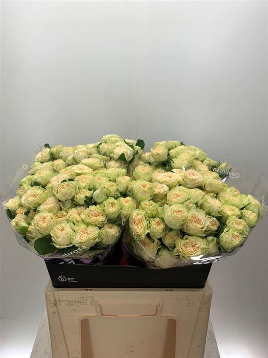 <h4>ROSA TR 'SUMMERROSE'</h4>