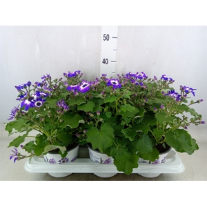 Pericallis CR 'Senetti Violet Bico'