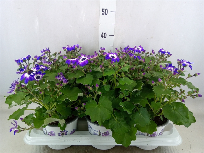<h4>Pericallis CR 'Senetti Violet Bico'</h4>