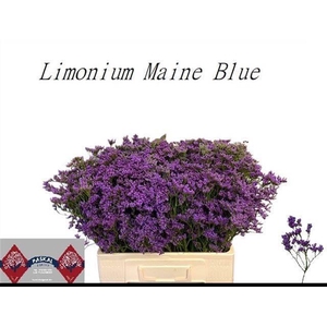 LIM MAINE BLUE