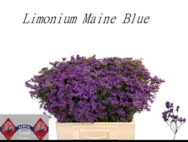 <h4>LIM MAINE BLUE</h4>