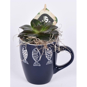 Keramiek mok visjes. 9cm