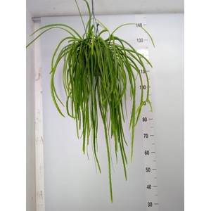 Lepismium bolivianum