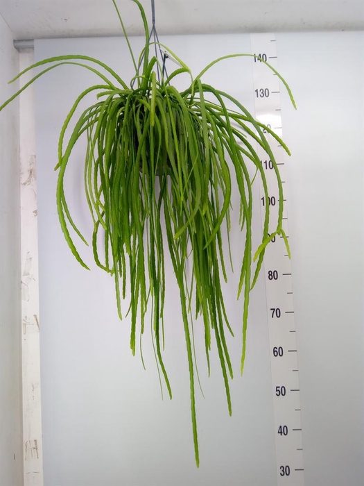 <h4>Lepismium bolivianum</h4>