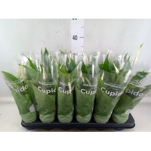 Spathiphyllum  'Pearl Cupido'
