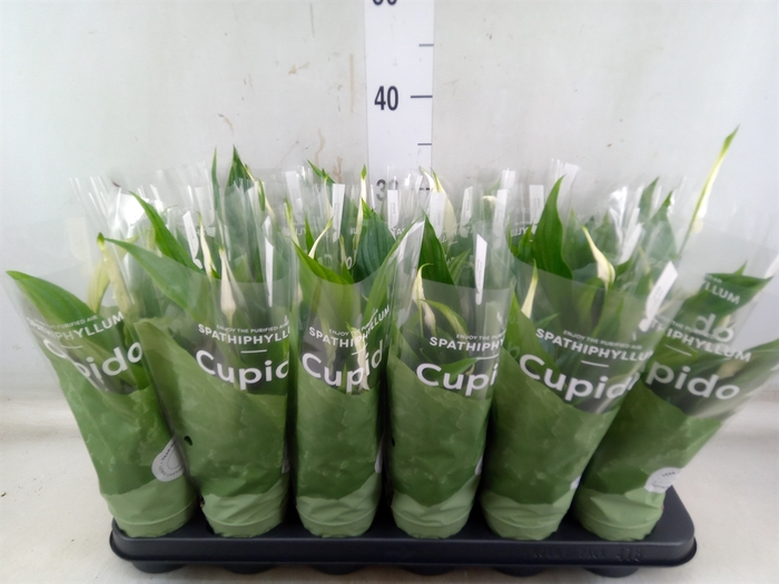 <h4>Spathiphyllum  'Pearl Cupido'</h4>