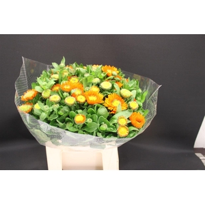 Calendula Ov Oranje