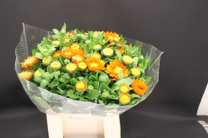 <h4>Calendula Ov Oranje</h4>