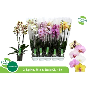 PHAL GEM 6 KL