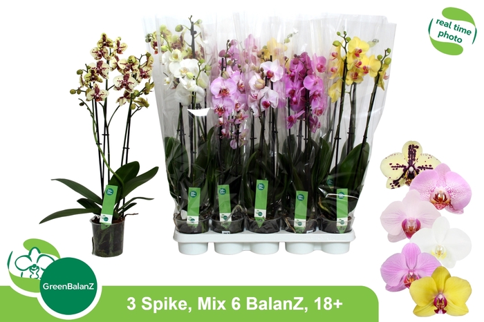 <h4>PHAL GEM 6 KL</h4>