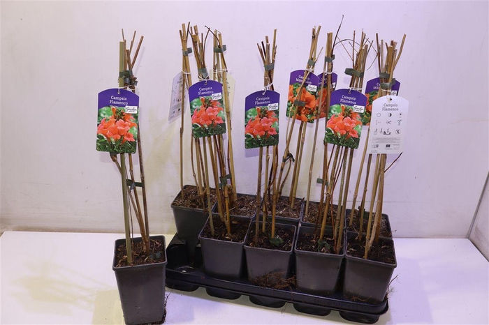 <h4>Camps Flamenco</h4>