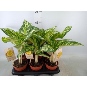 Aglaonema   ...