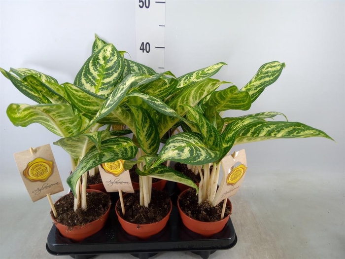 <h4>Aglaonema   ...</h4>