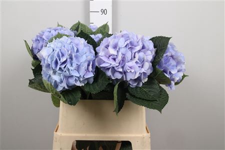 <h4>Hydr M Royal Supreme</h4>