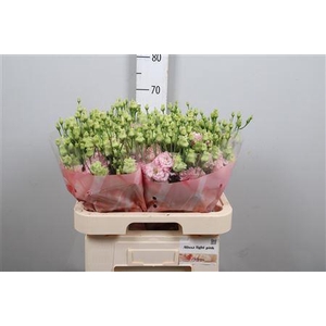 Eus G Alissa Light Pink