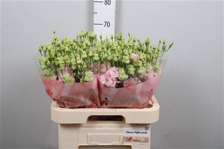 <h4>Eus G Alissa Ligh Pink</h4>
