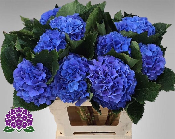 <h4>HYDR M ROYAL PARADE</h4>