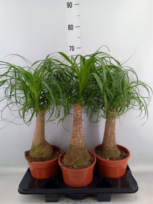 <h4>Beaucarnea recurvata</h4>