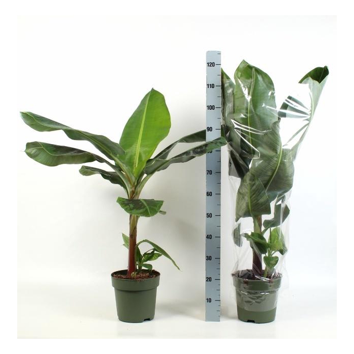 <h4>MUSA DWARF CAVENDISH</h4>