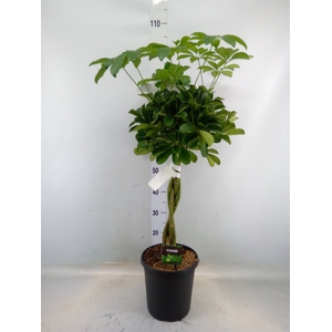 Schefflera arbor. 'Compacta'