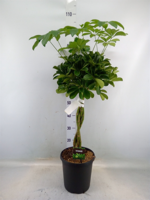 <h4>Schefflera arbor. 'Compacta'</h4>