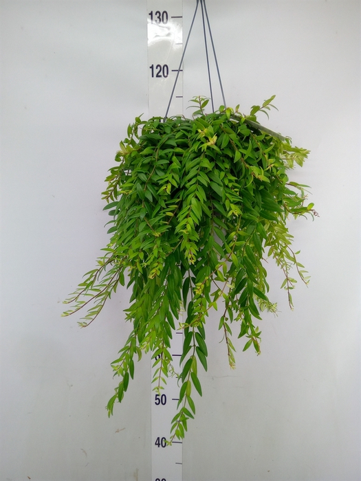 <h4>Aeschynanthus  'Japhrolepis'</h4>