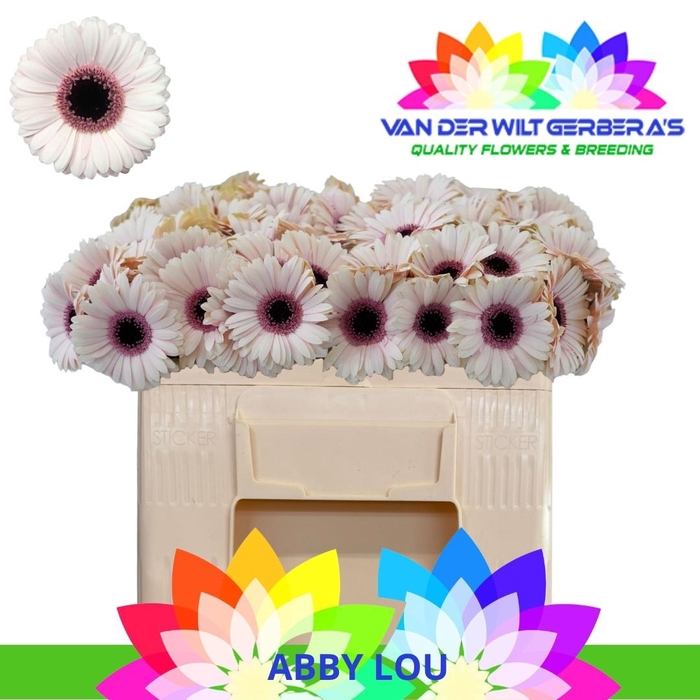 <h4>GE MI ABBY LOU</h4>