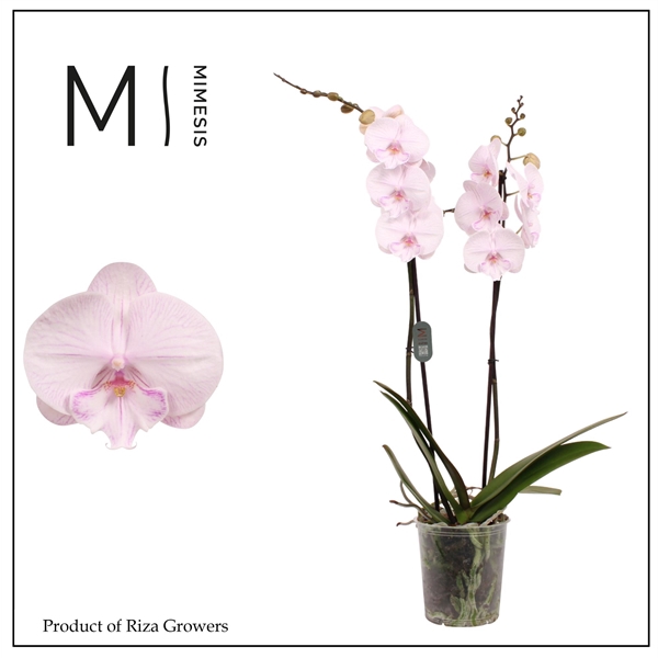 <h4>Mimesis Phal. Ambon - 2 spike 12cm</h4>