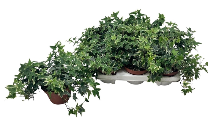 <h4>HED HE MONA LISA</h4>