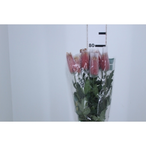 ANASTASIA CHISPA 080 CM BICOLOR