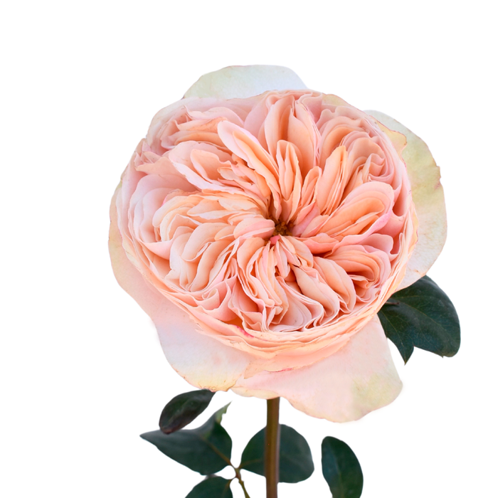 <h4>R GR TIP TOP</h4>