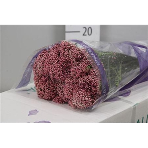 Ozothamnus  'Cooks Tall Pink'