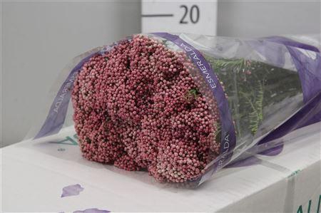 <h4>Ozothamnus  'Cooks Tall Pink'</h4>