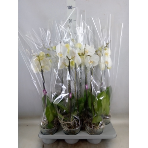 Phalaenopsis   ...white