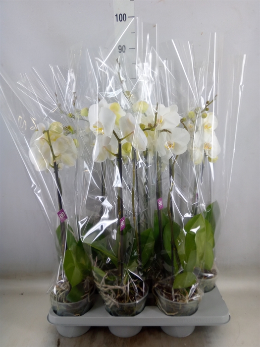 <h4>Phalaenopsis   ...white</h4>